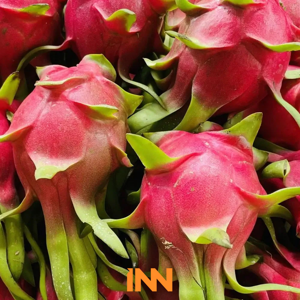 WHOLESALE WORLD FRESH DRAGON PITAYA WHITE DRAGON FRUIT